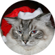 Phoebe S